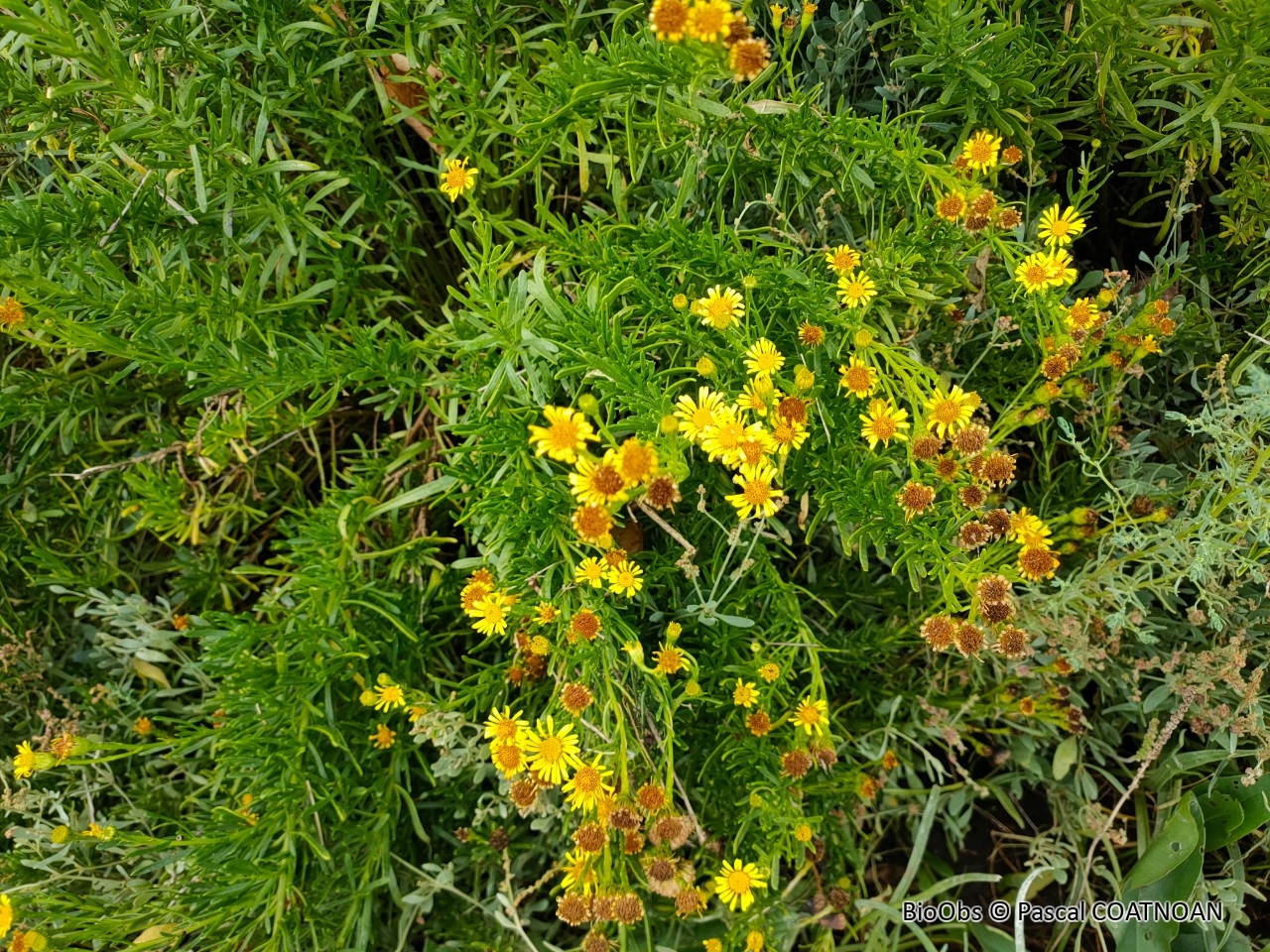 Inule fausse criste - Limbarda crithmoides - Pascal COATNOAN - BioObs
