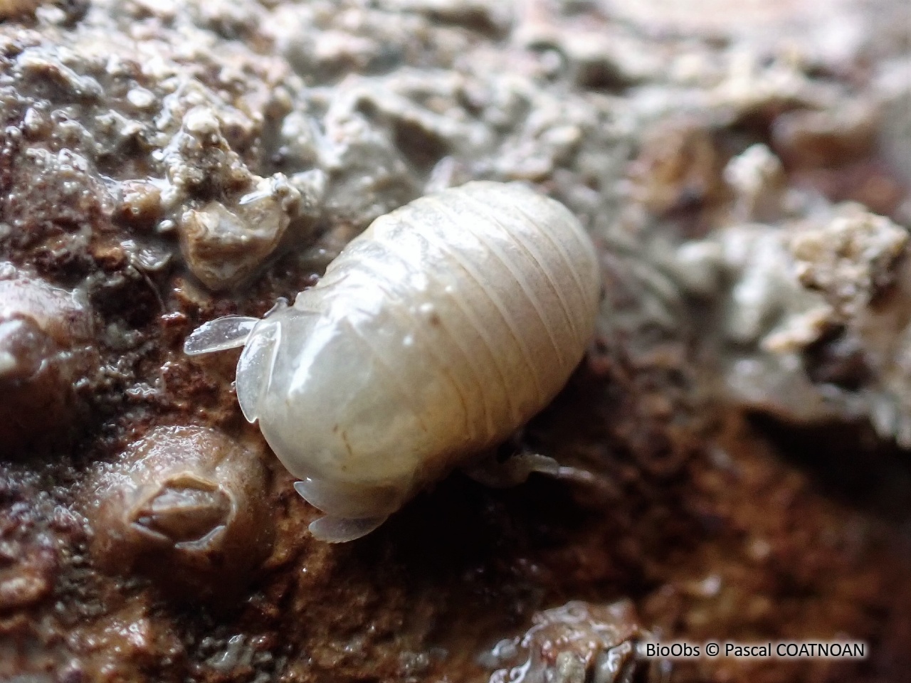 Sphéromiens - Sphaeromatidae sp. - Pascal COATNOAN - BioObs