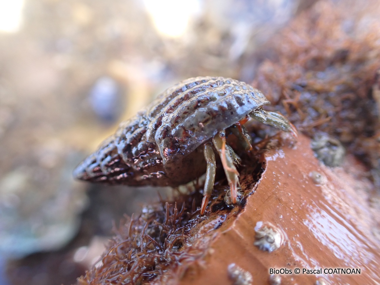 Pagure des rochers - Clibanarius erythropus - Pascal COATNOAN - BioObs