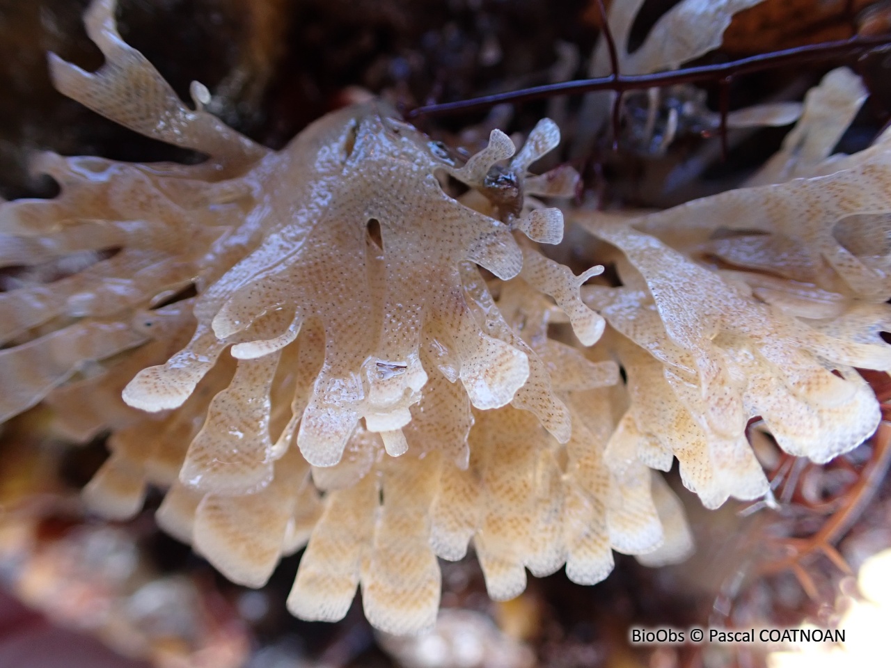 Chartelle, petite flustre - Chartella papyracea - Pascal COATNOAN - BioObs