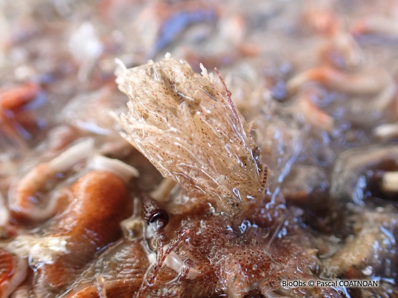 Crisia à joints noirs - Crisia denticulata - Pascal COATNOAN - BioObs