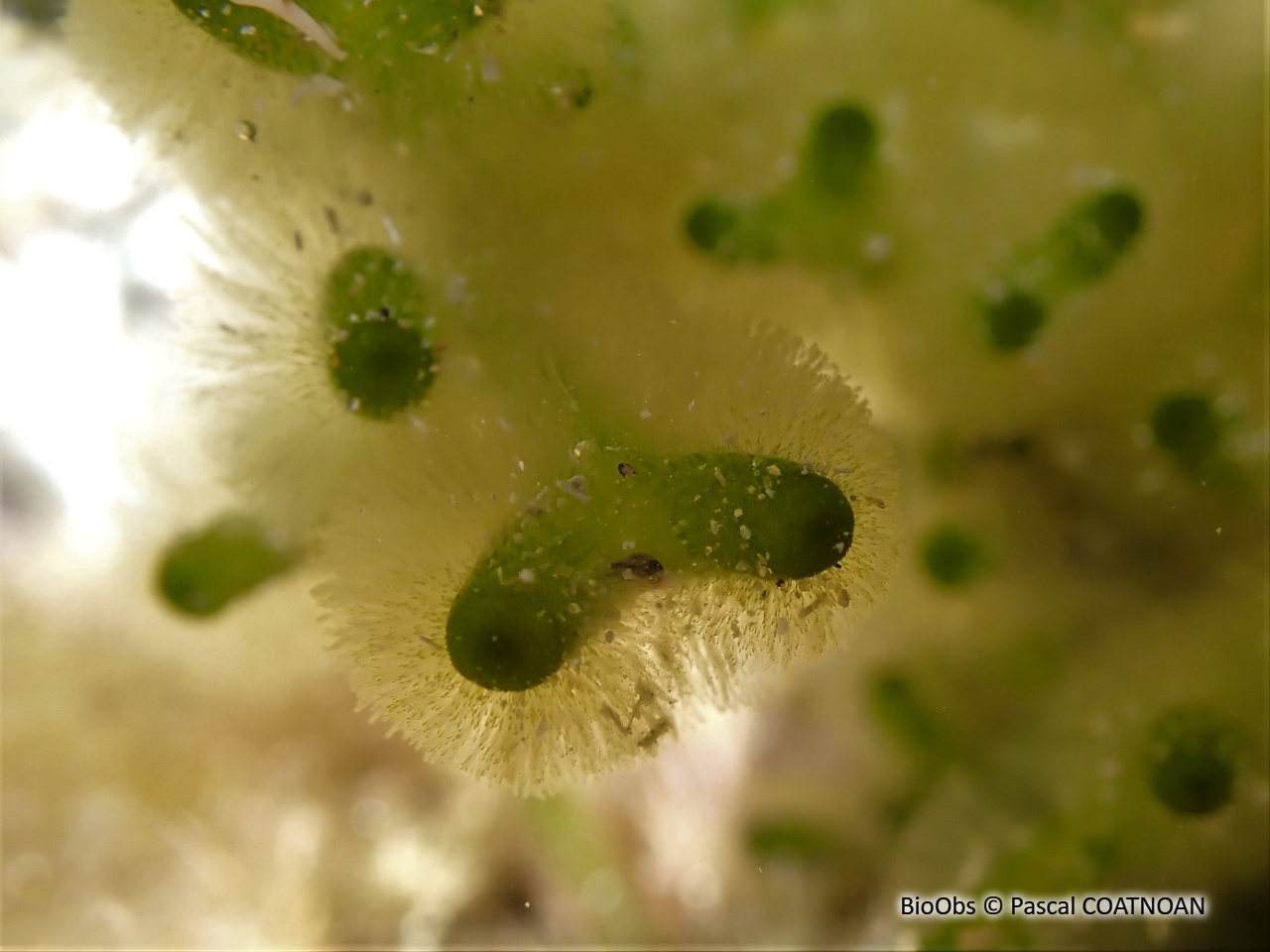 Codium tomenteux - Codium tomentosum - Pascal COATNOAN - BioObs