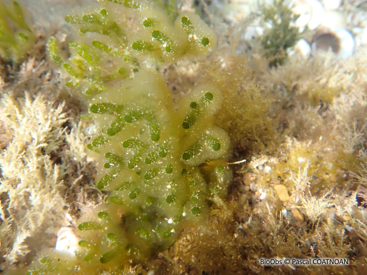 Codium tomenteux - Codium tomentosum - Pascal COATNOAN - BioObs