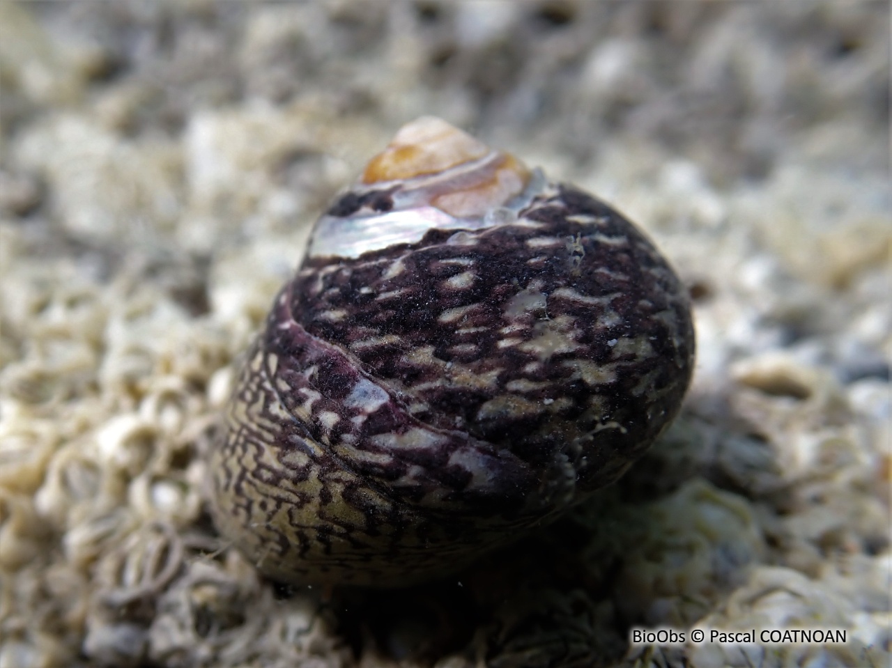 Bigorneau - Littorina littorea - Pascal COATNOAN - BioObs