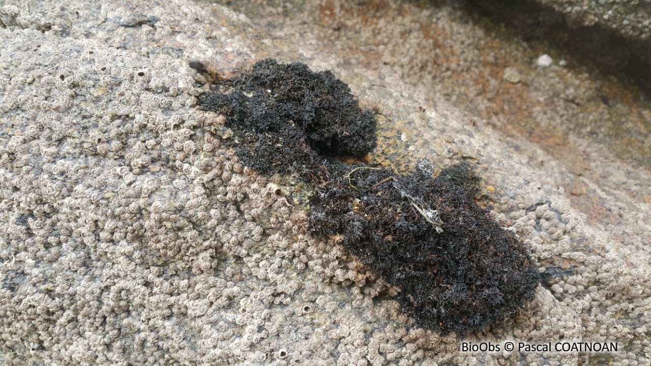 Lichen pygmée - Lichina pygmaea