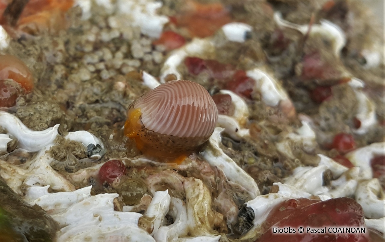 Grain de café - Trivia arctica - Pascal COATNOAN - BioObs