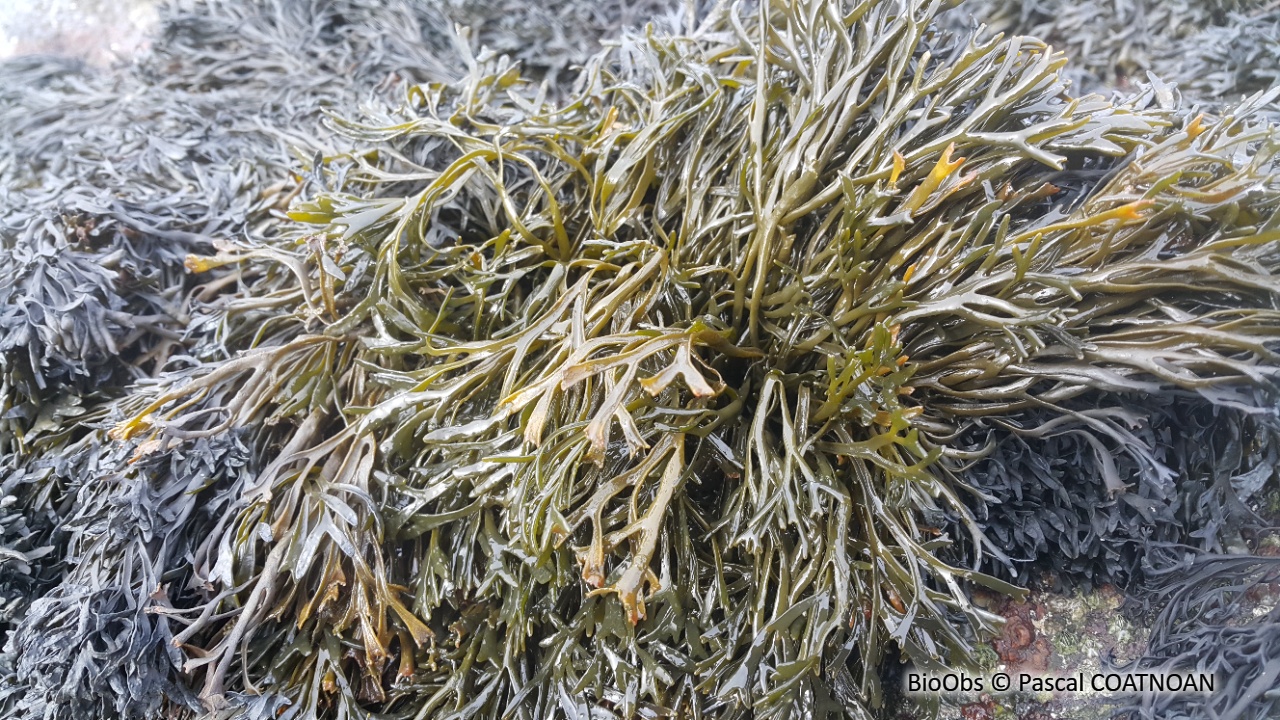 Pelvetie - Pelvetia canaliculata - Pascal COATNOAN - BioObs