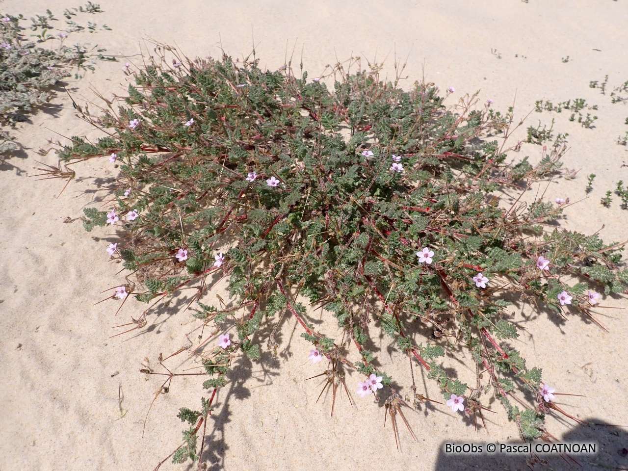 Érodium des dunes - Erodium cicutarium - Pascal COATNOAN - BioObs