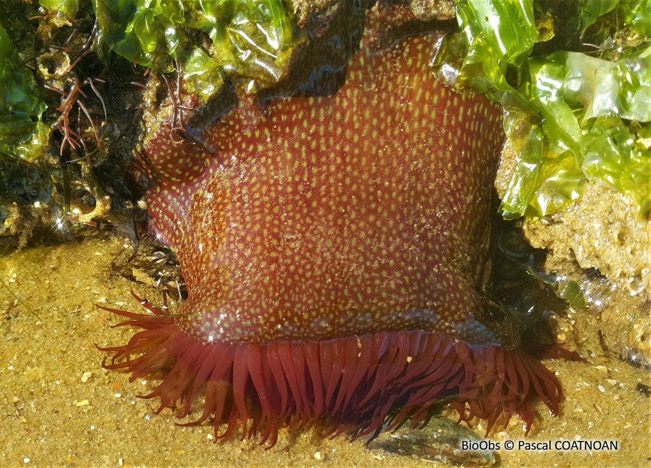 Anémone fraise - Actinia fragacea - Pascal COATNOAN - BioObs