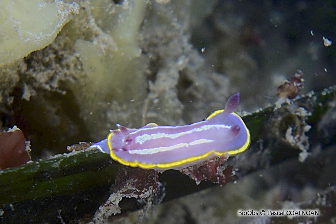 Doris de Krohn - Felimida krohni - Pascal COATNOAN - BioObs