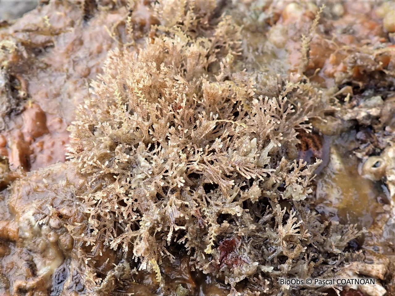 Crisia à joints noirs - Crisia denticulata - Pascal COATNOAN - BioObs