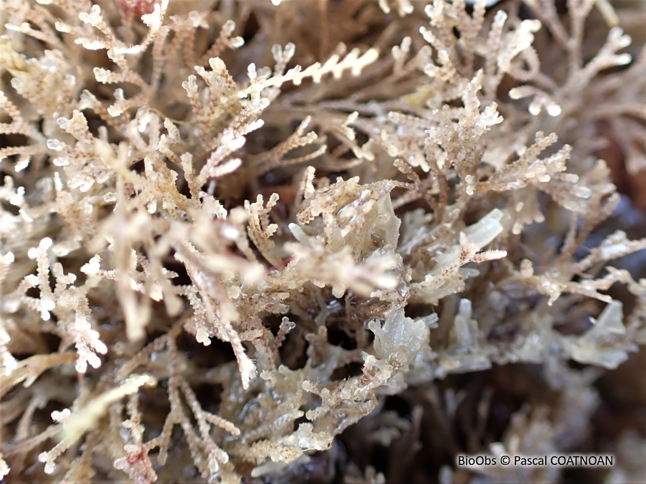 Crisia à joints noirs - Crisia denticulata - Pascal COATNOAN - BioObs