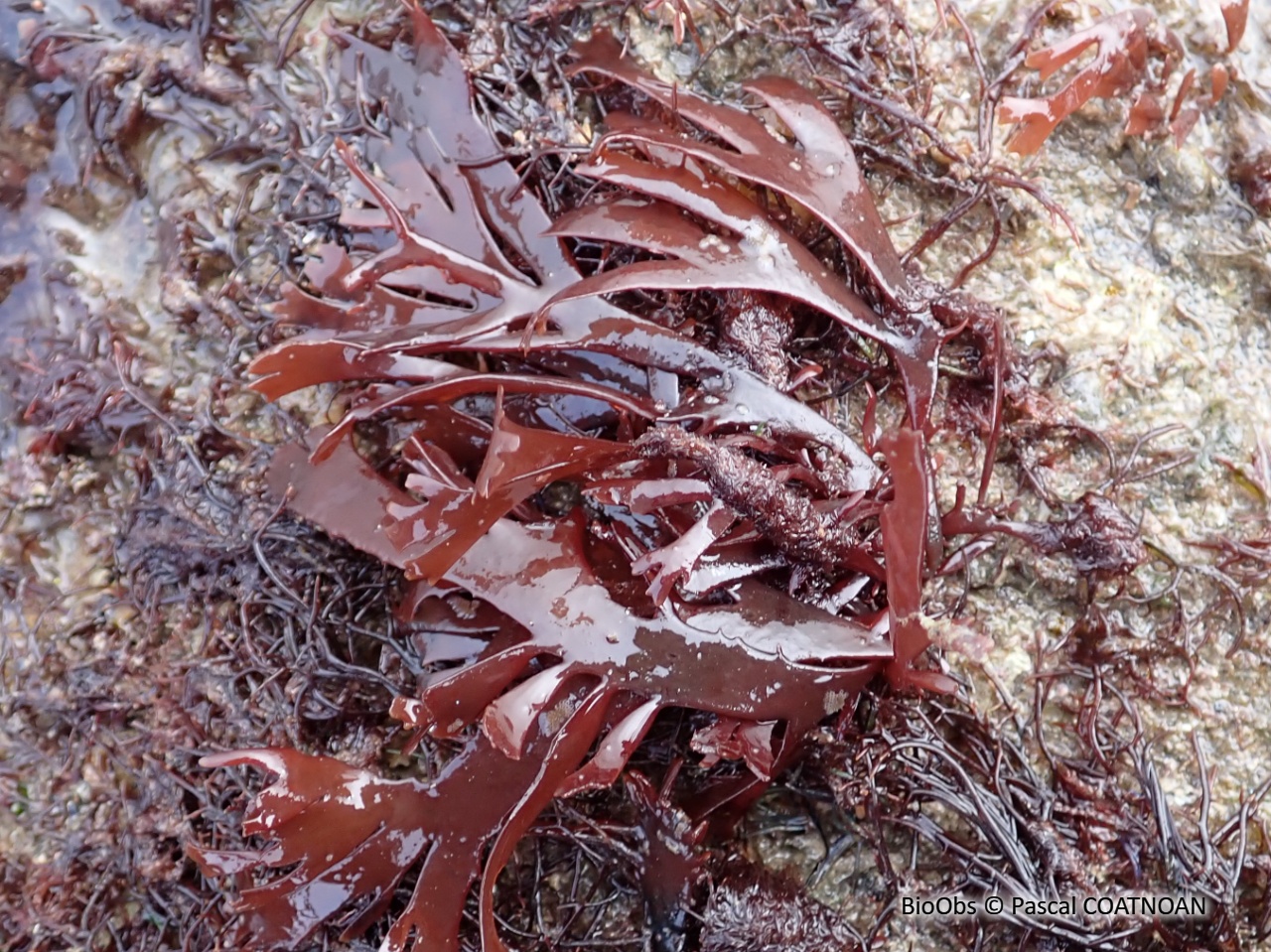 Gracilaire en lanières - Gracilaria multipartita - Pascal COATNOAN - BioObs