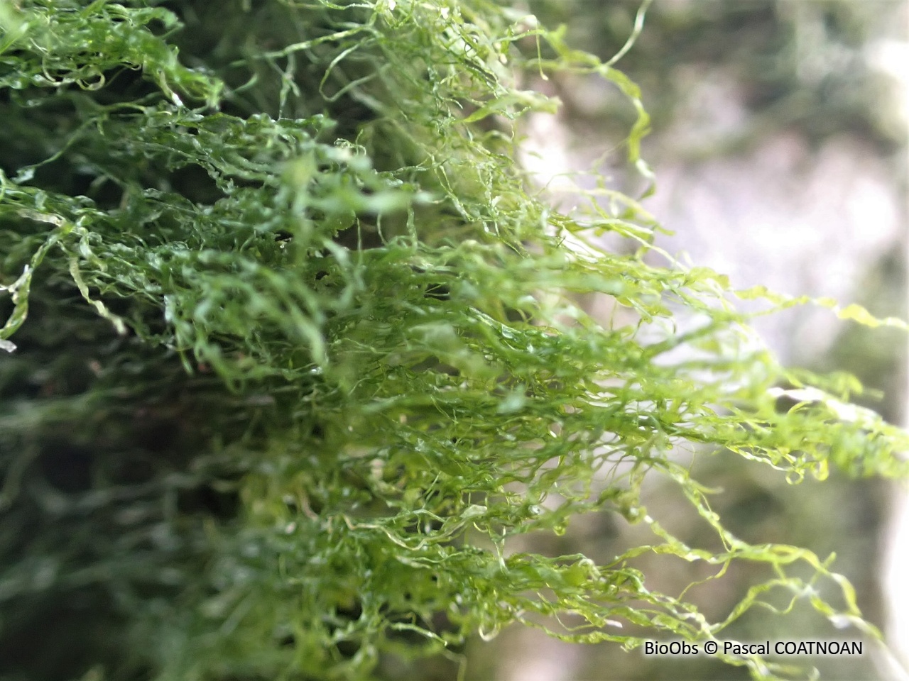 Entéromorphe intestinalis - Ulva intestinalis - Pascal COATNOAN - BioObs