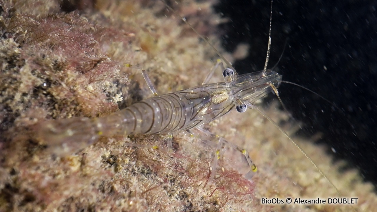 Grande crevette rose - Palaemon serratus - Alexandre DOUBLET - BioObs