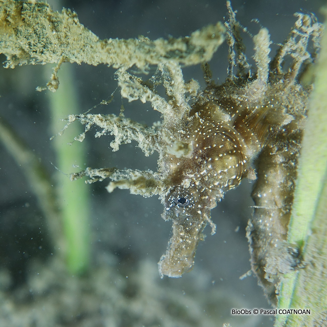 Hippocampe moucheté - Hippocampus guttulatus - Pascal COATNOAN - BioObs