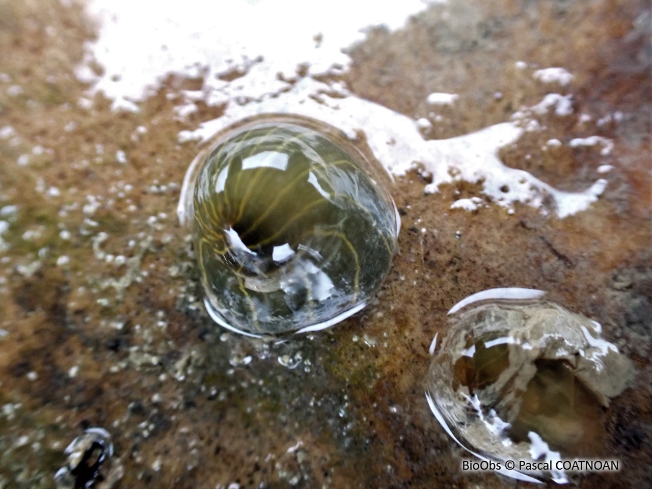 Anémone asiatique lignée - Diadumene lineata - Pascal COATNOAN - BioObs