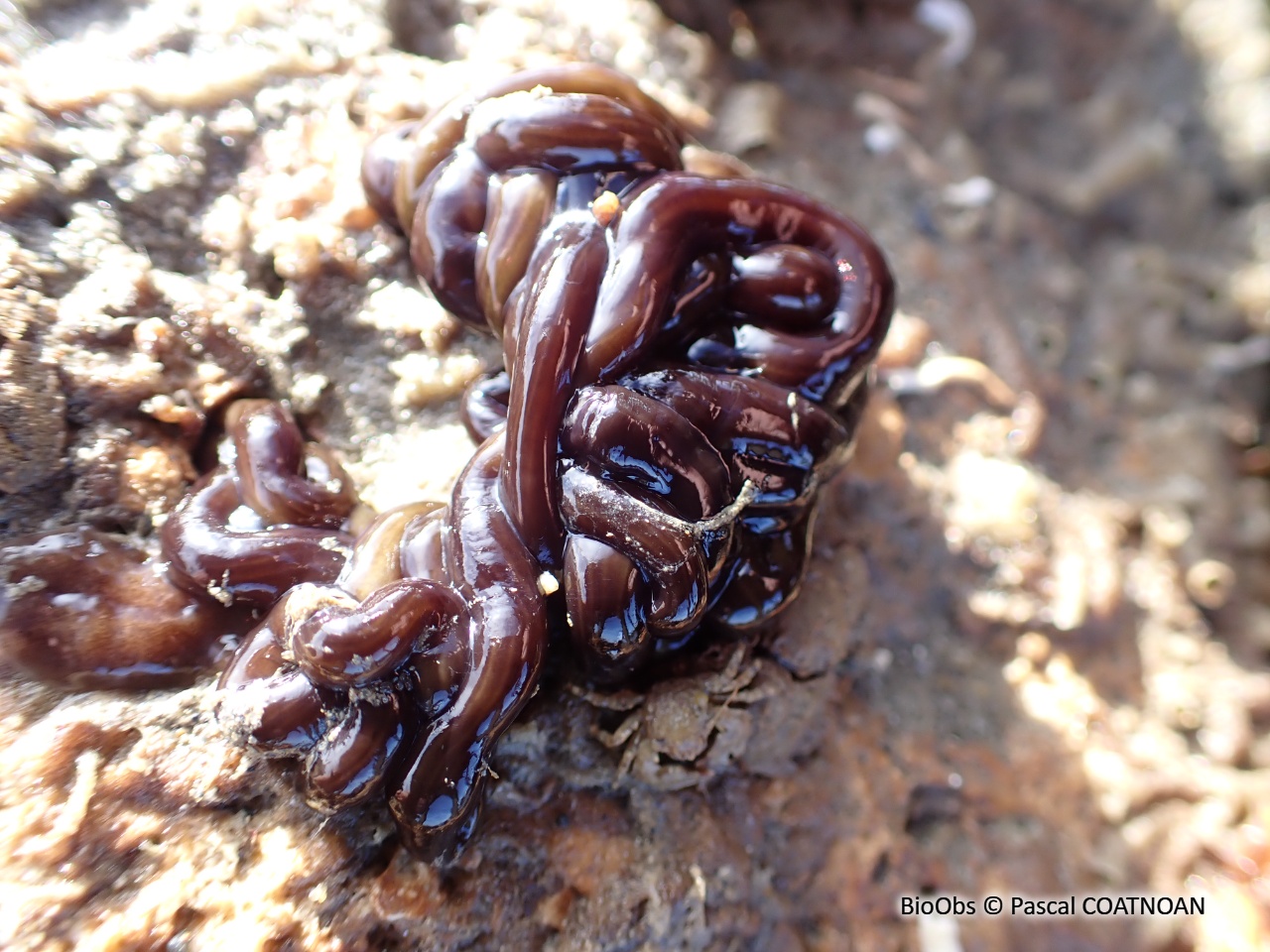 Némerte géant - Lineus longissimus - Pascal COATNOAN - BioObs