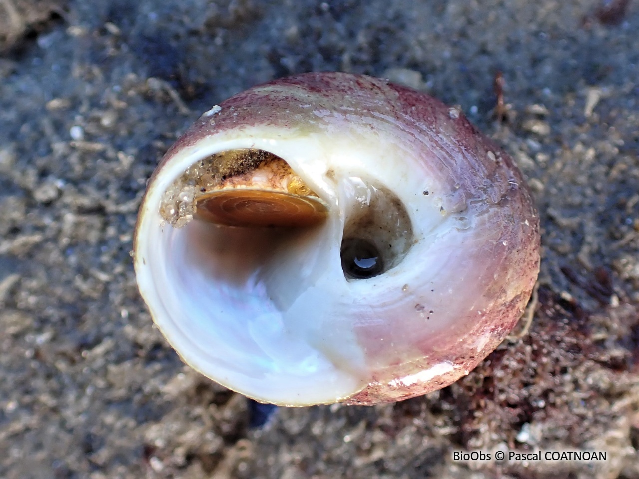 Gibbule mage - Gibbula magus - Pascal COATNOAN - BioObs