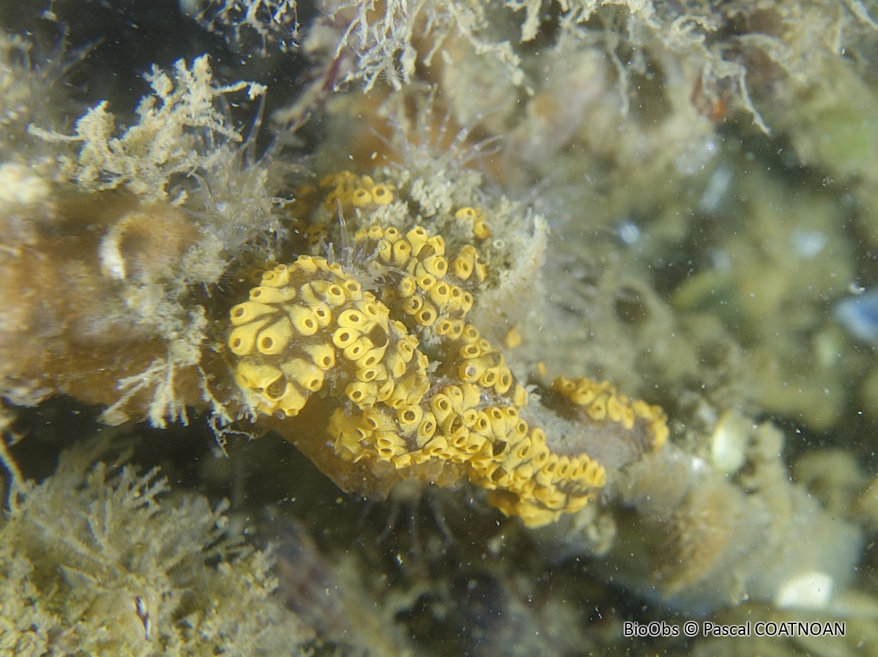 Botrylloïde - Botrylloides sp. - Pascal COATNOAN - BioObs