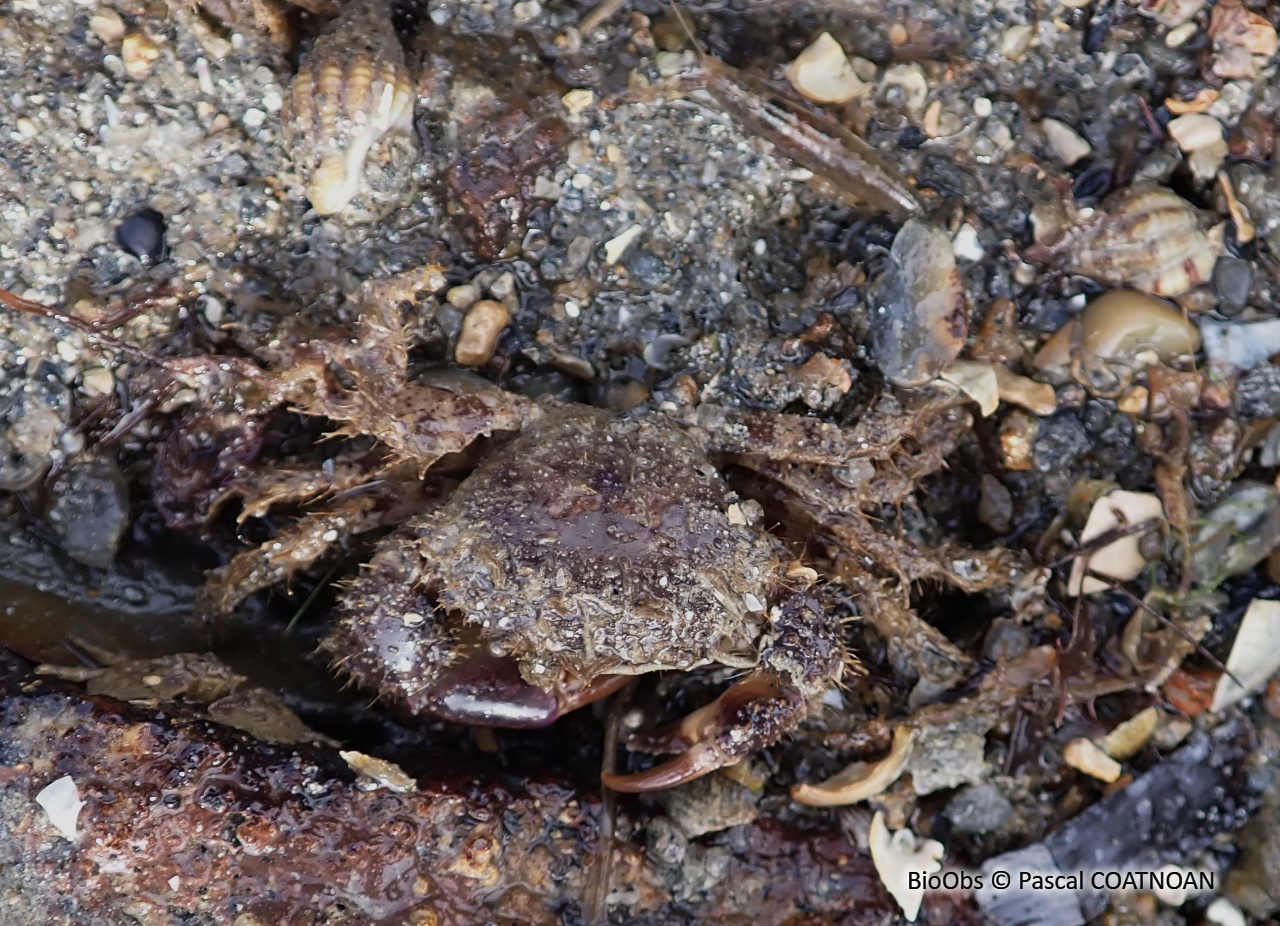 Pilumne hirsute - Pilumnus hirtellus - Pascal COATNOAN - BioObs