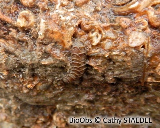Harmothoe aréolée - Harmothoe areolata - Cathy STAEDEL - BioObs