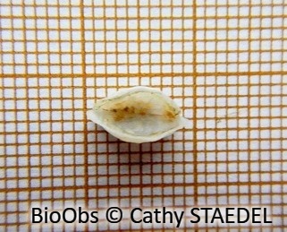 Goutte de lait - Galeomma turtoni - Cathy STAEDEL - BioObs