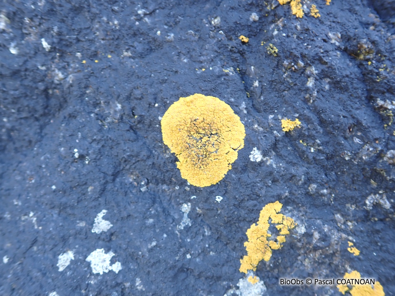 Lichen encroûtant orange - Caloplaca marina - Pascal COATNOAN - BioObs