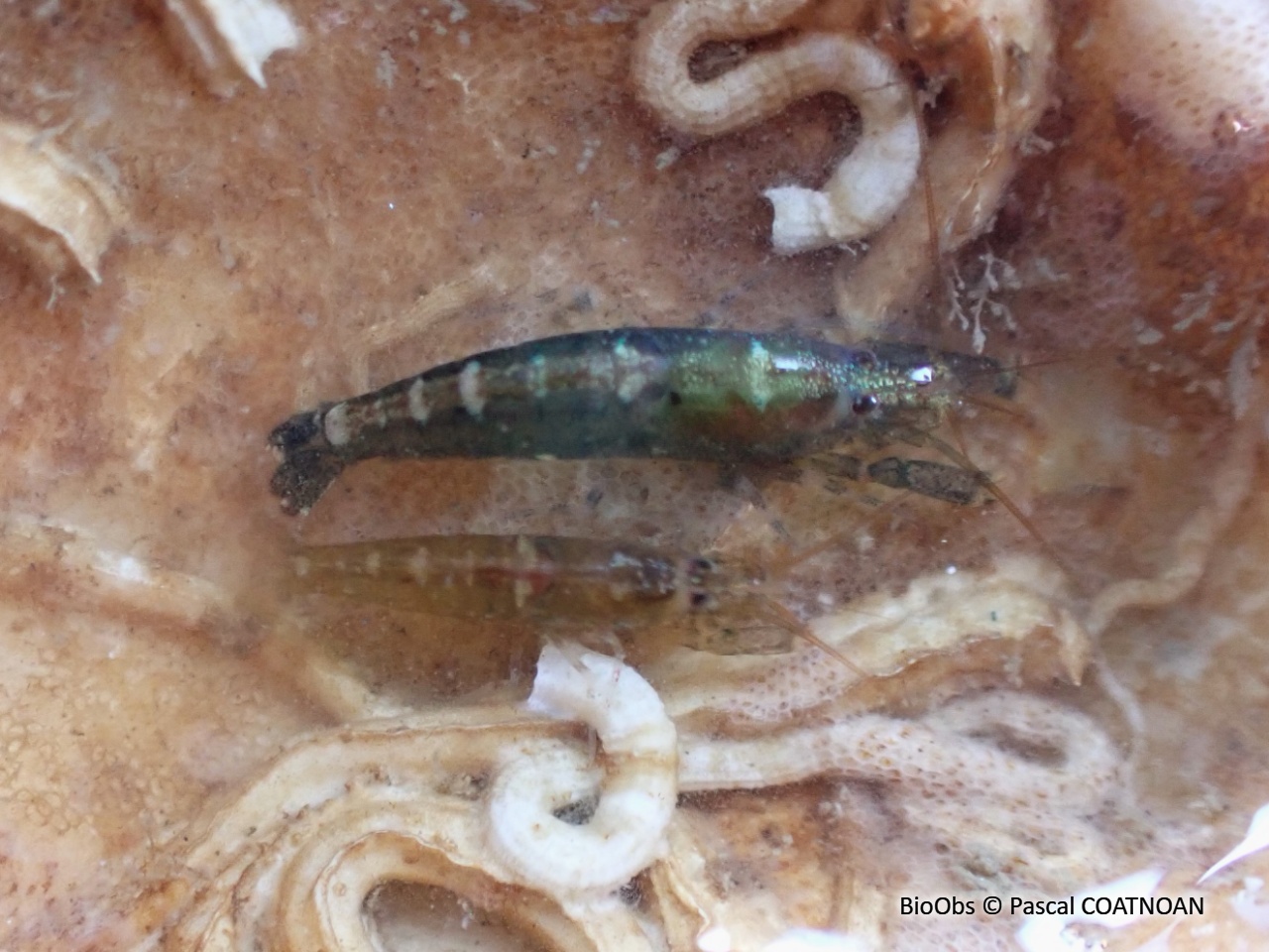 Crevette à capuchon - Athanas nitescens - Pascal COATNOAN - BioObs
