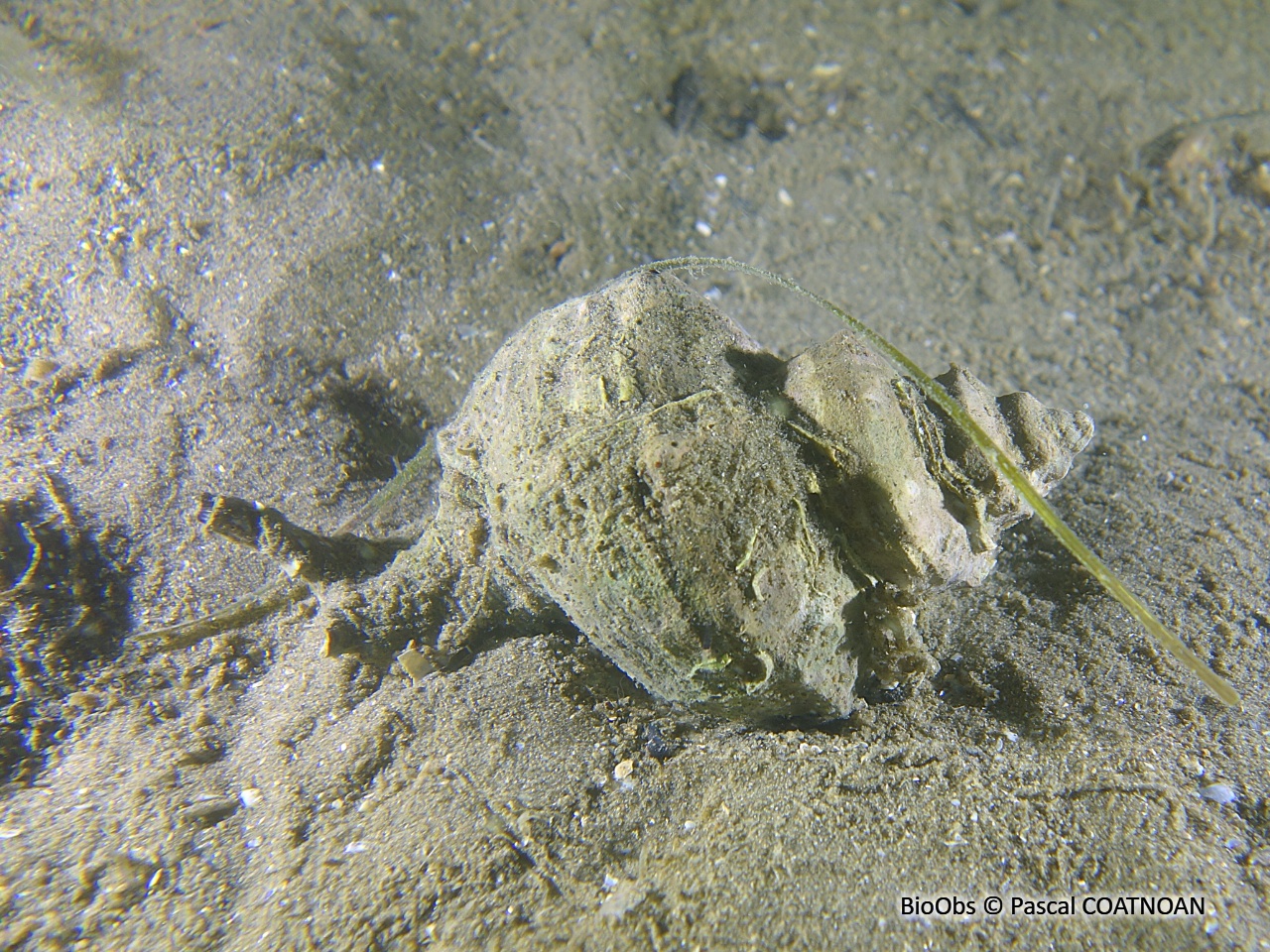 Rocher fascié - Hexaplex trunculus - Pascal COATNOAN - BioObs