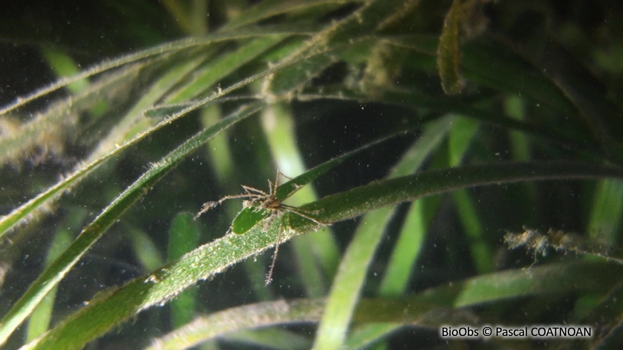 Araignée macropode (genre) - Macropodia - Pascal COATNOAN - BioObs