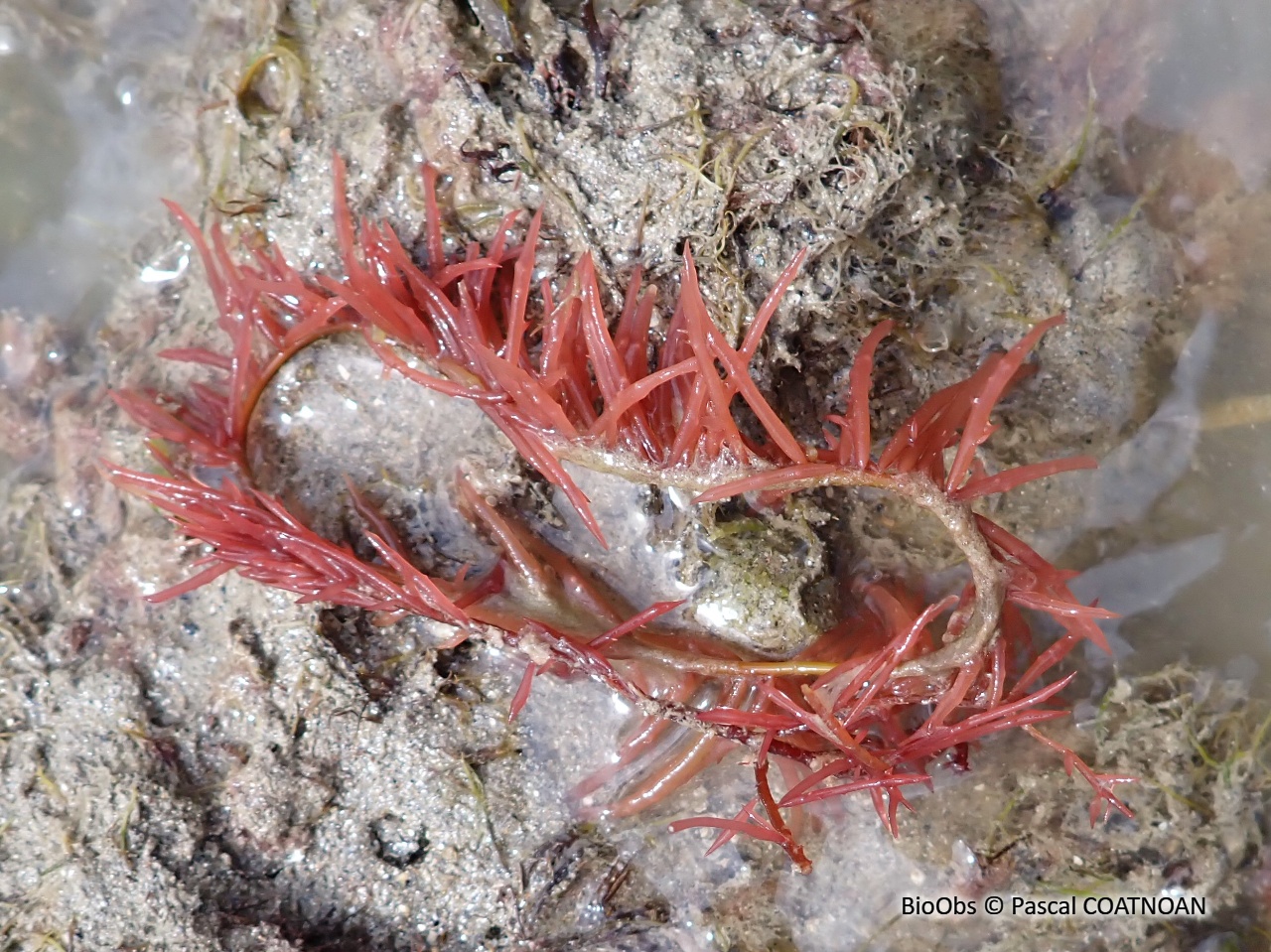 Cordes de Solier - Solieria chordalis - Pascal COATNOAN - BioObs