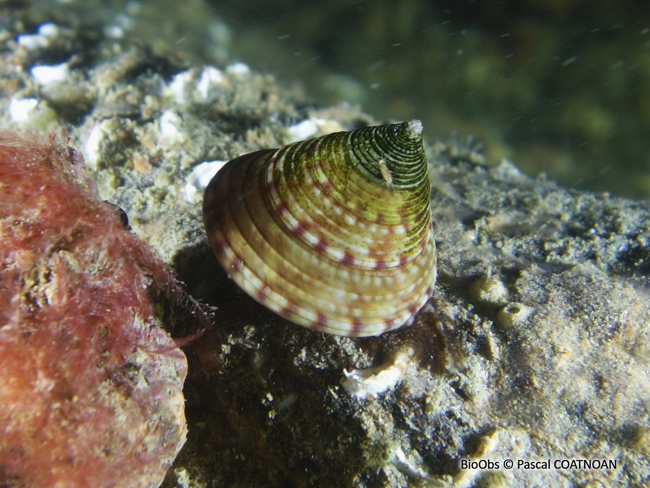 Troque jujube - Calliostoma zizyphinum - Pascal COATNOAN - BioObs