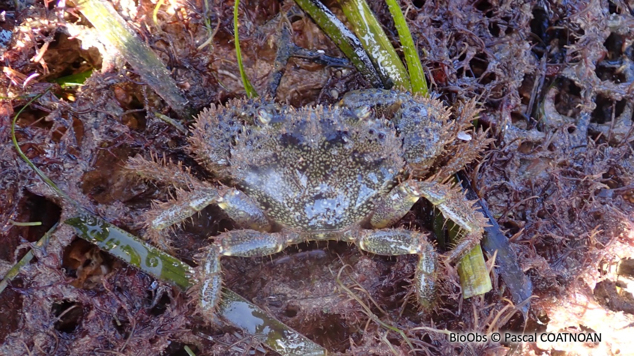 Crabe verruqueux - Eriphia verrucosa - Pascal COATNOAN - BioObs