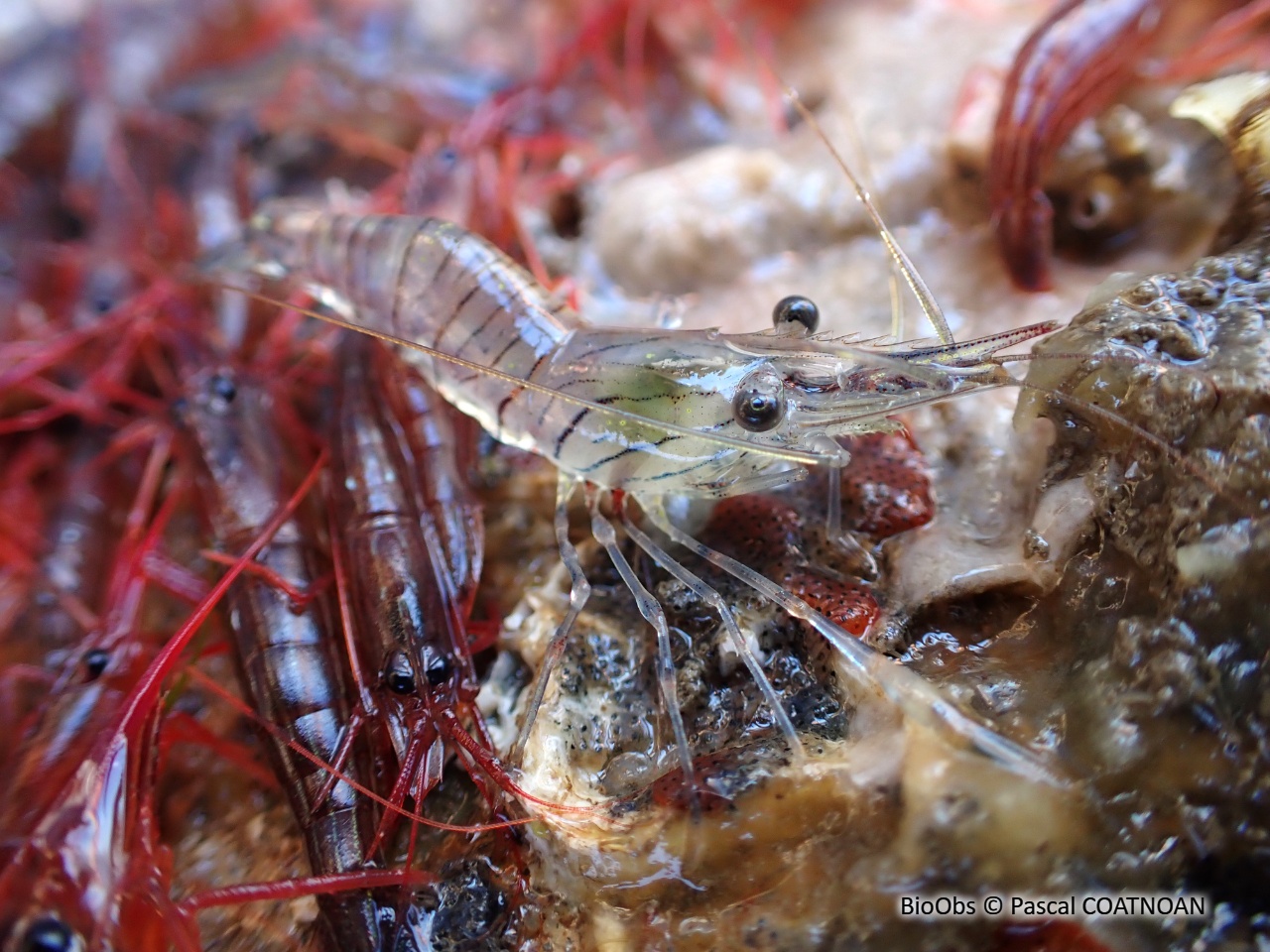 Petite crevette rose - Palaemon elegans - Pascal COATNOAN - BioObs