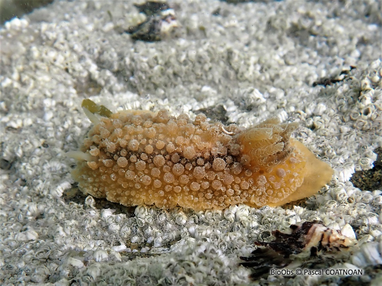 Doris verruqueuse - Doris verrucosa - Pascal COATNOAN - BioObs