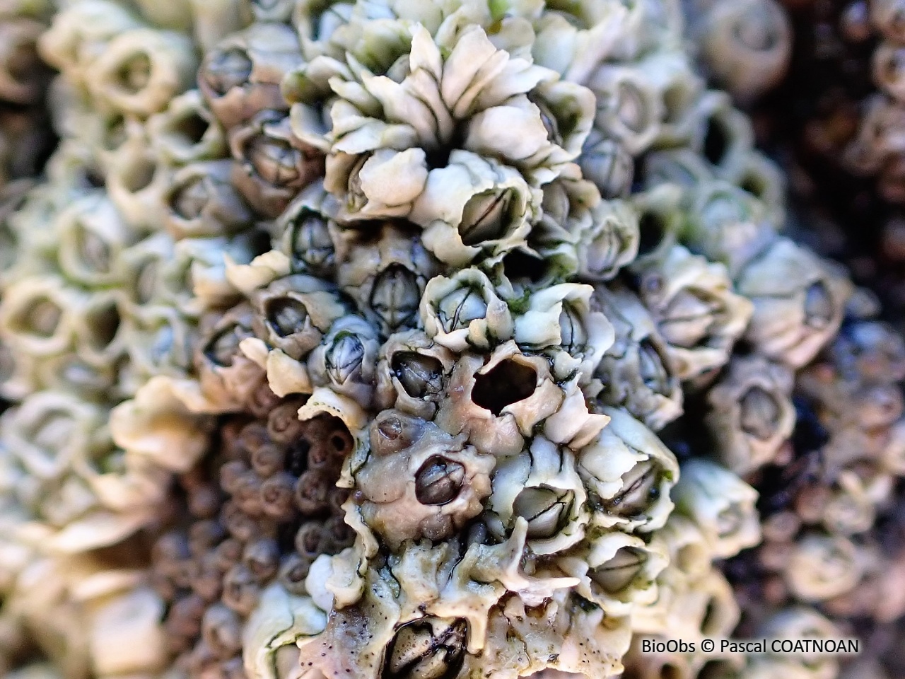 Chthamale cerf-volant - Chthamalus montagui - Pascal COATNOAN - BioObs