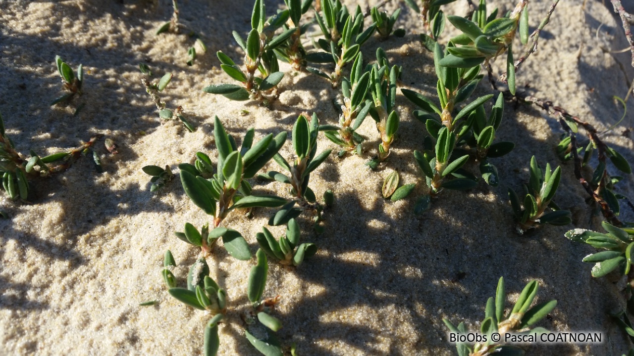 Renouée maritime - Polygonum maritimum - Pascal COATNOAN - BioObs