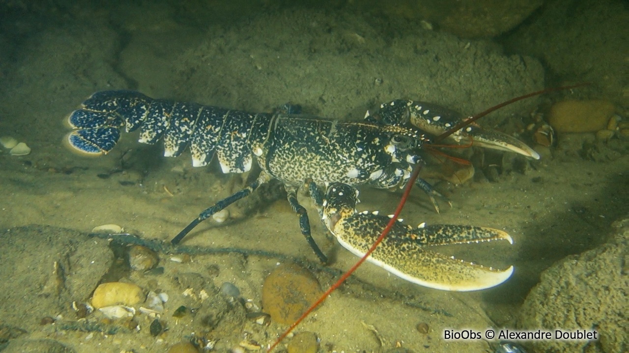 Homard Homarus Gammarus BioObs