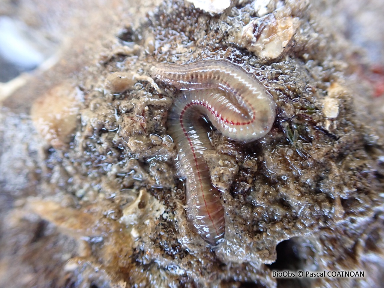 Néréis multicolore - Hediste diversicolor - Pascal COATNOAN - BioObs