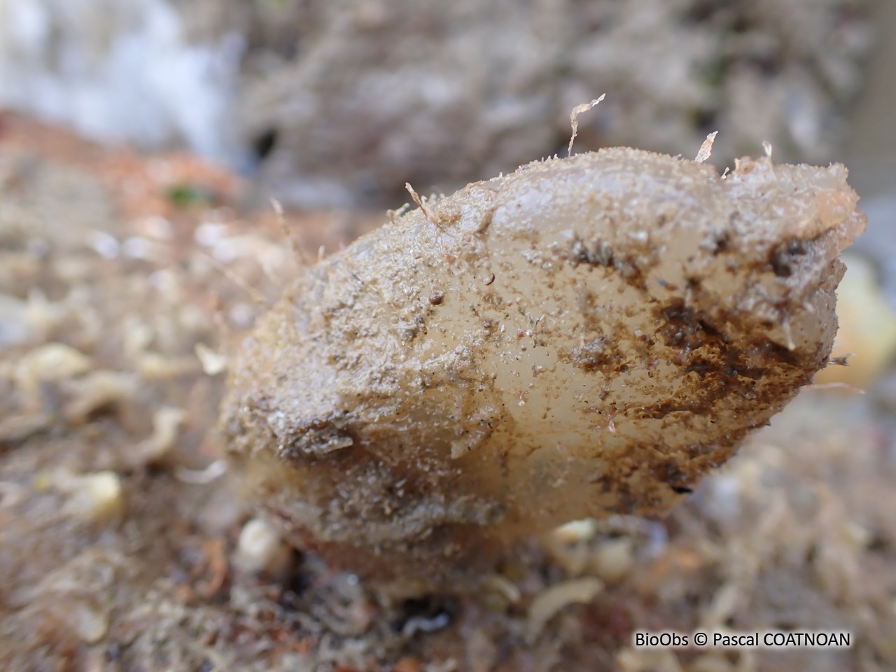 Ascidie sale - Ascidiella aspersa - Pascal COATNOAN - BioObs