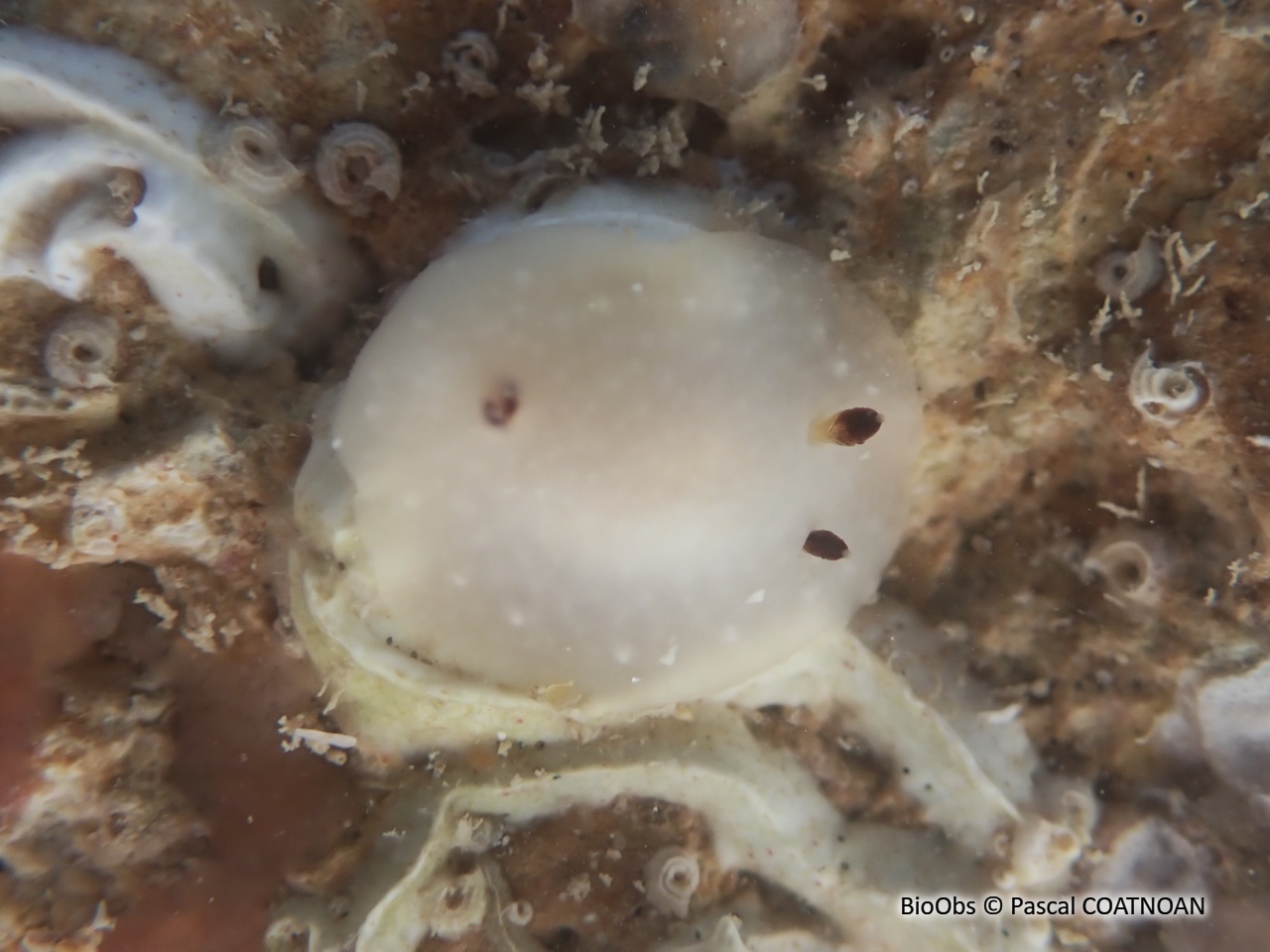 Cadline translucide - Cadlina pellucida - Pascal COATNOAN - BioObs