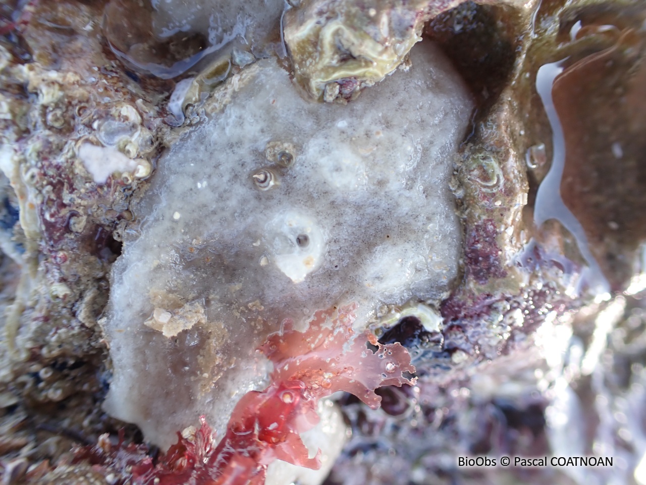 Eponge encroûtante blanche - Thymosia guernei - Pascal COATNOAN - BioObs