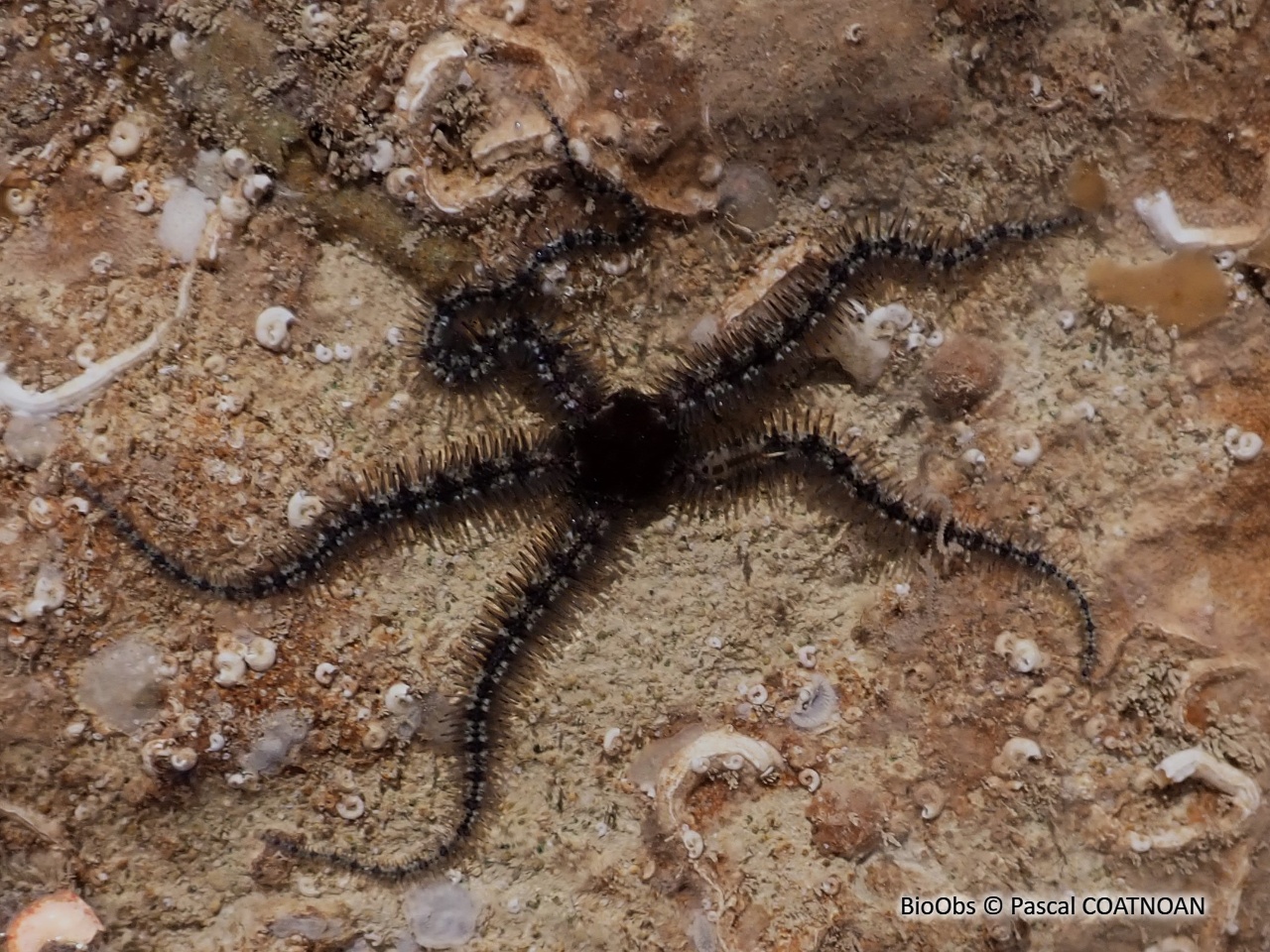 Ophiure fragile - Ophiothrix fragilis - Pascal COATNOAN - BioObs