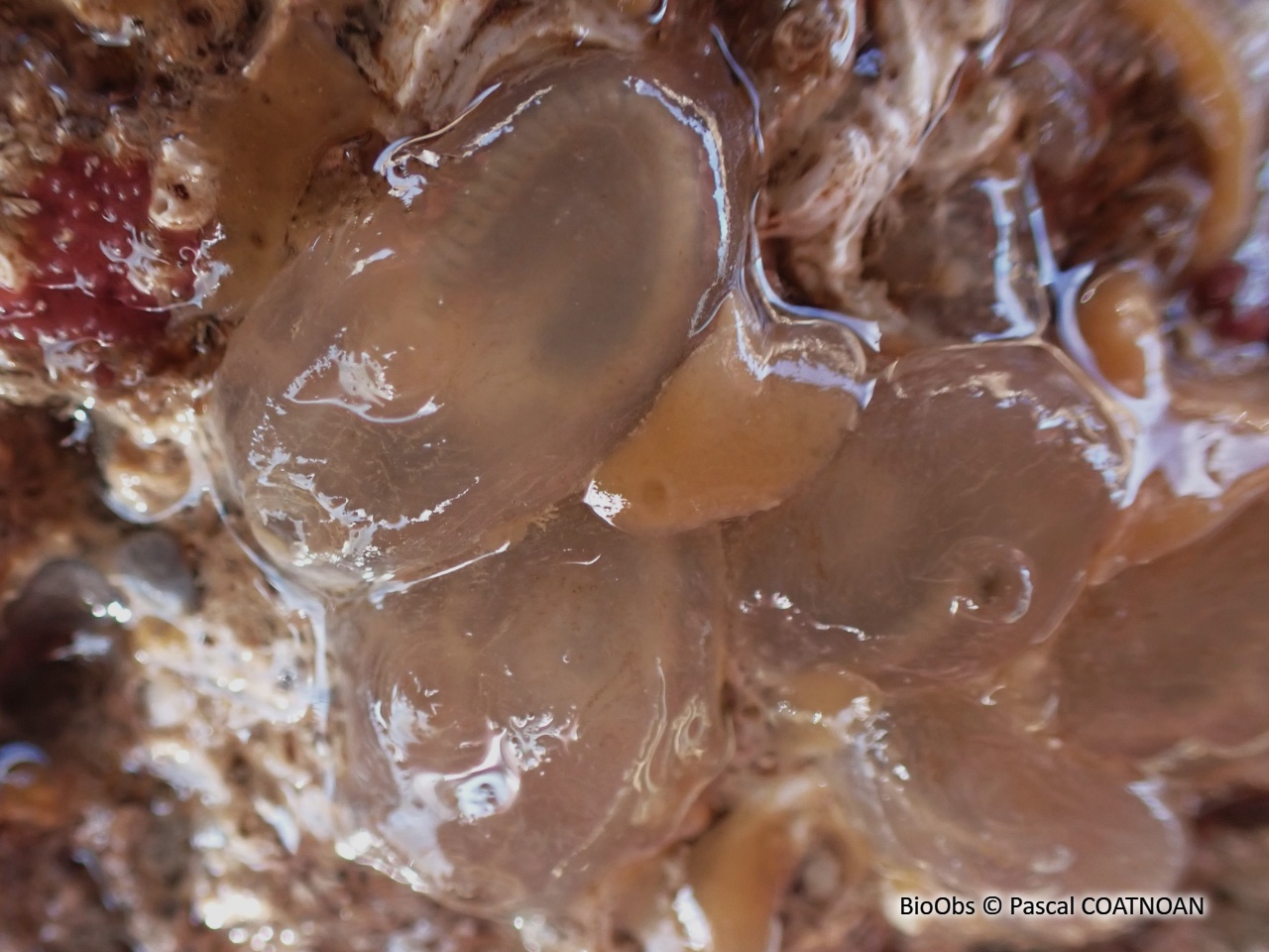 Ascidie cartilagineuse - Corella eumyota - Pascal COATNOAN - BioObs