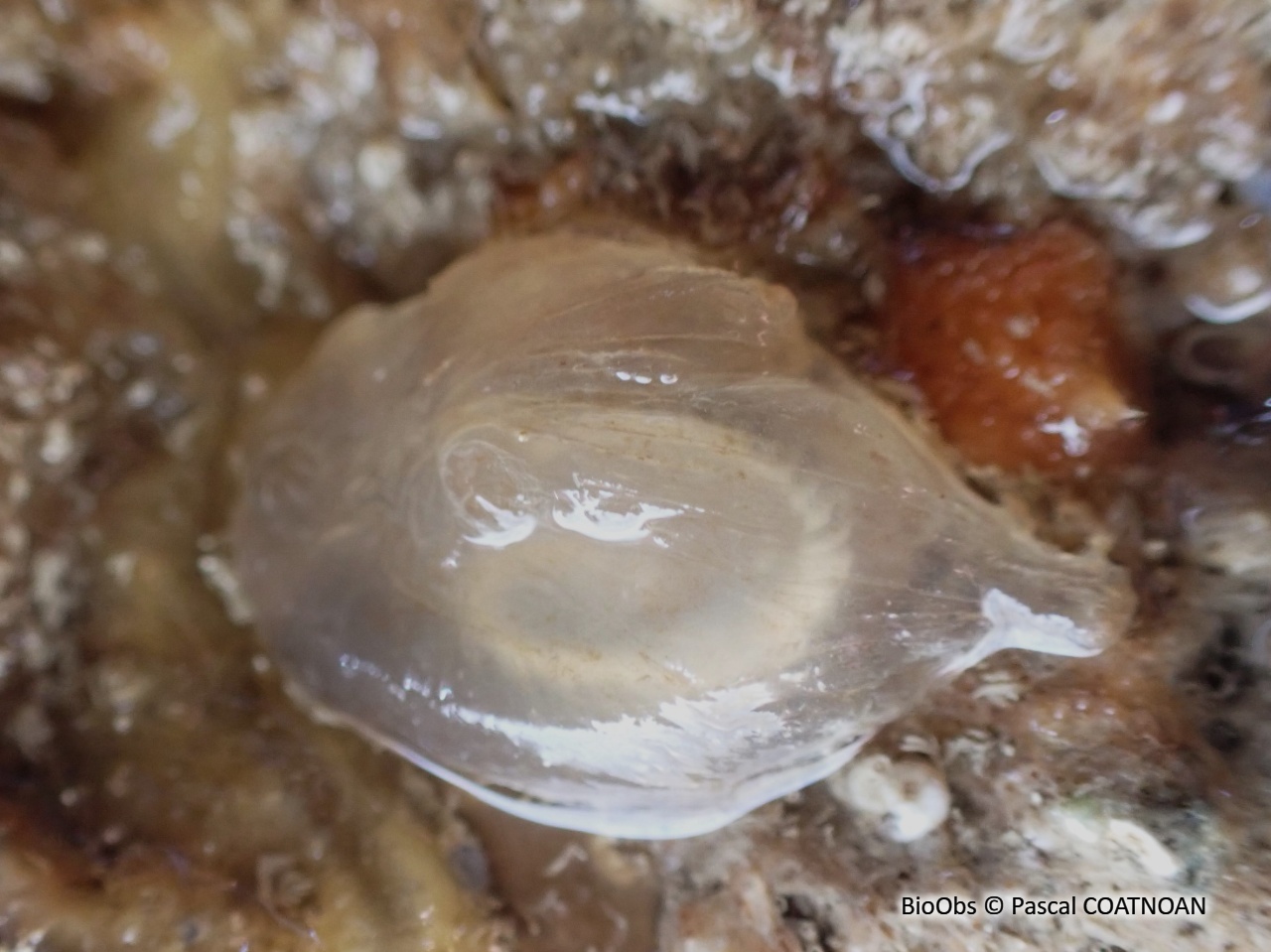 Ascidie cartilagineuse - Corella eumyota - Pascal COATNOAN - BioObs