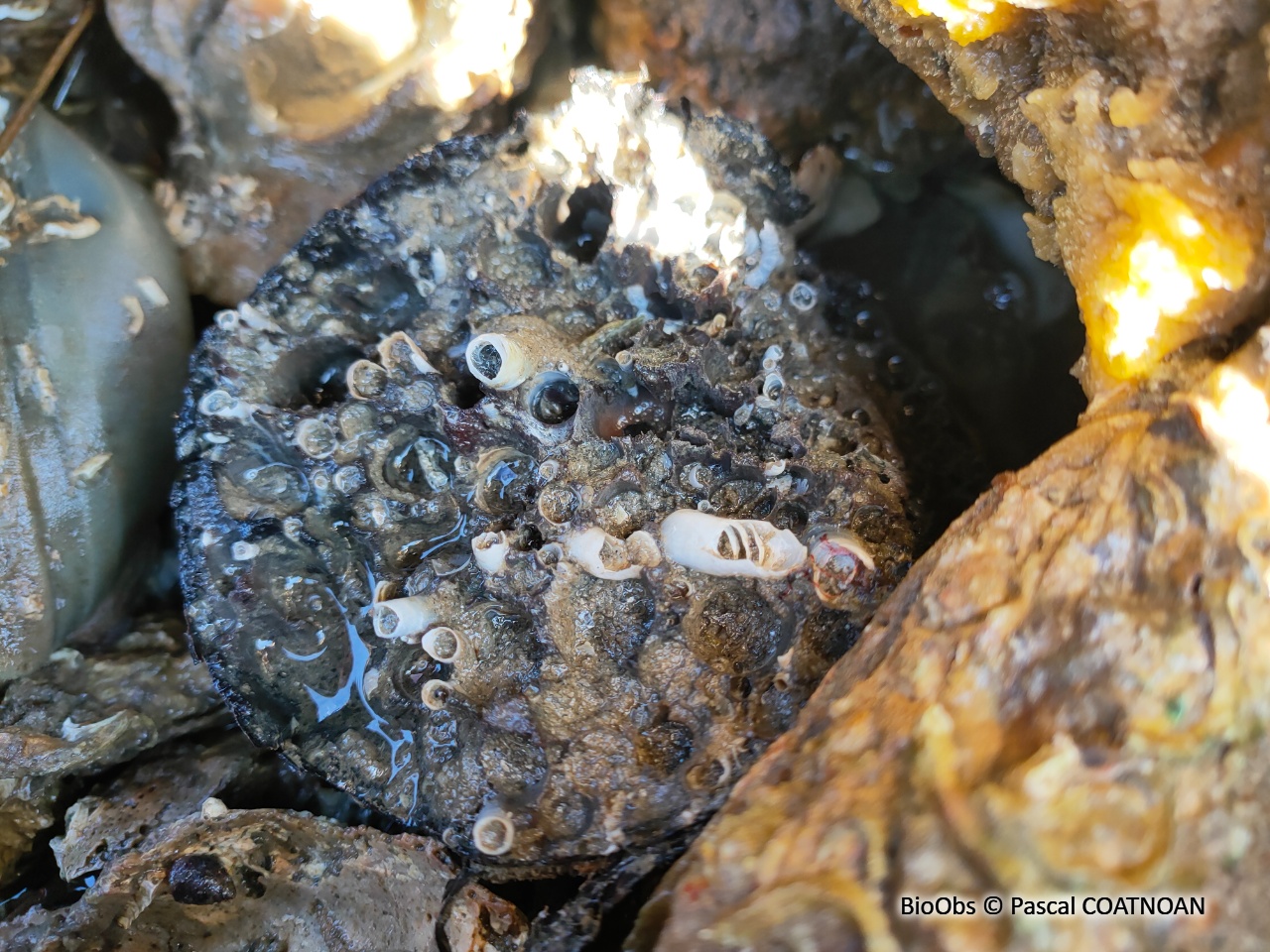 Taret - Teredo navalis - Pascal COATNOAN - BioObs