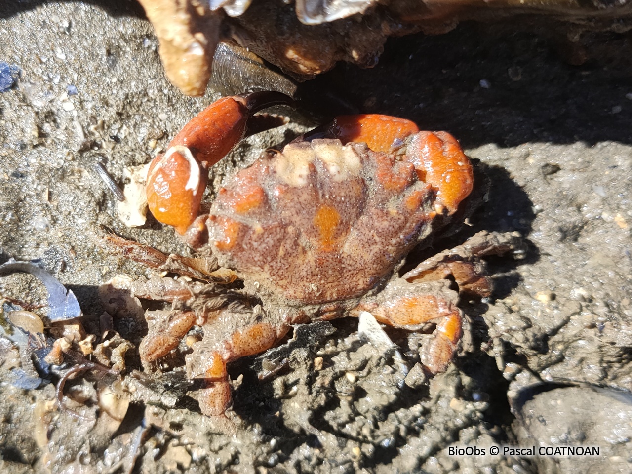 Crabe de pierre - Xantho hydrophilus - Pascal COATNOAN - BioObs