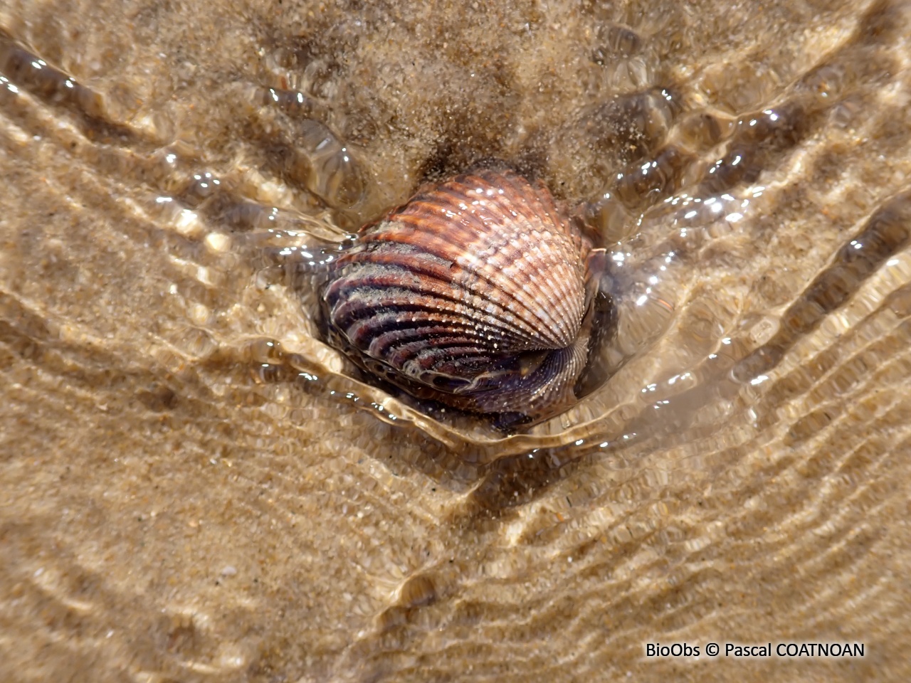 Bucarde tuberculée - Acanthocardia tuberculata - Pascal COATNOAN - BioObs