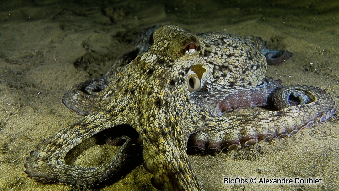 Poulpe commun - Octopus vulgaris - Alexandre Doublet - BioObs